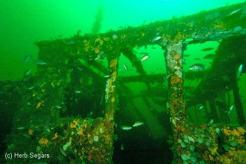Coney Island Dive Site - Diving with OlSalty II, Belmar, NJ